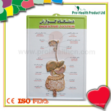 Anatomical Medical 3D Wall Poster For Hospital